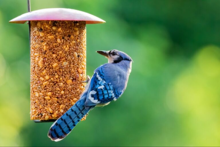 Bird Feeders That Will Attract the Best Summer Visitors